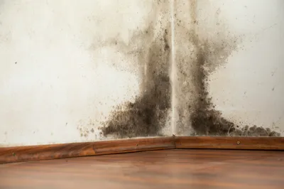 Humidité dans la maison : pourquoi agir maintenant vous fera gagner gros