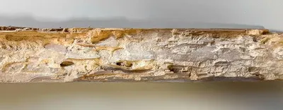 Traitement curatif de la charpente