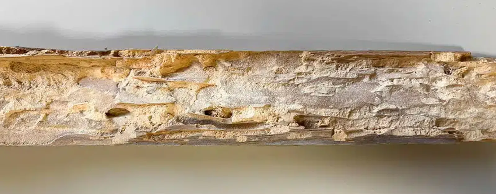 Expertise technique Alcove Habitat : Traitement curatif de la charpente